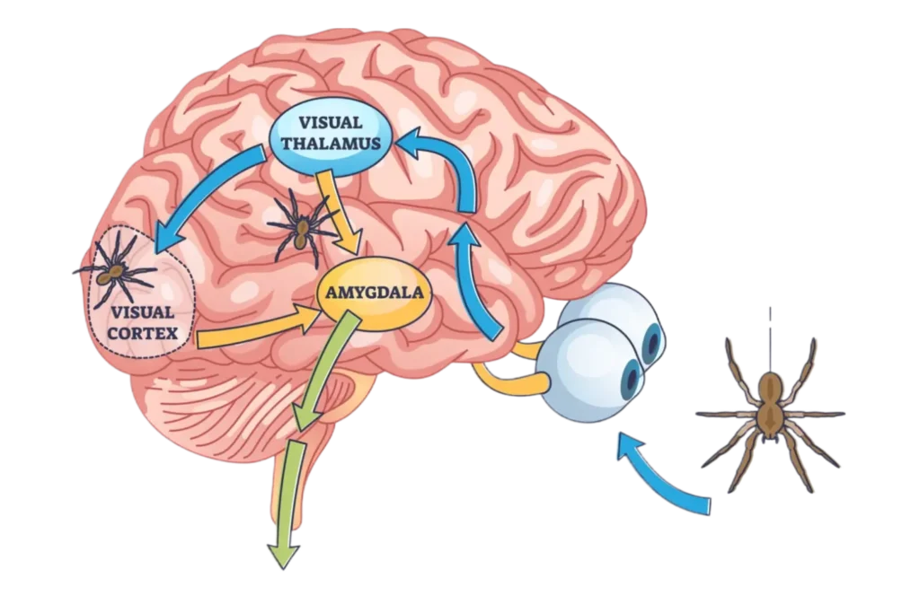 Amygdala Function • Havening • Power Of Touch